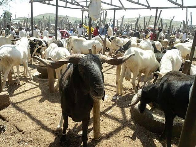 Sokoto Sheep and Goat Fattening