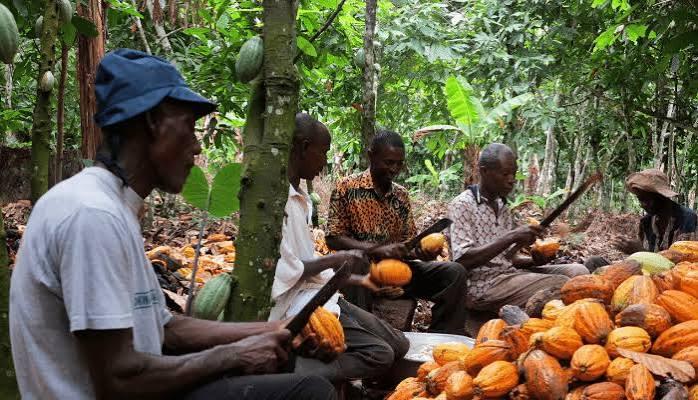 Ondo Cocoa Rehabilitation and Drying