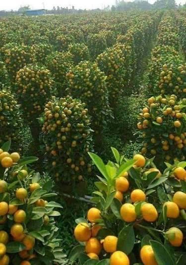 Sicilian Blood Orange Orchard