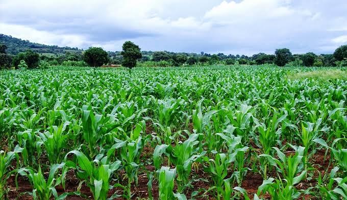 Kaduna Maize and Soybean Rotation